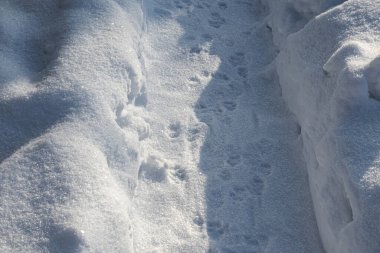 Hayvani ayak izleri olan karlı bir yol..