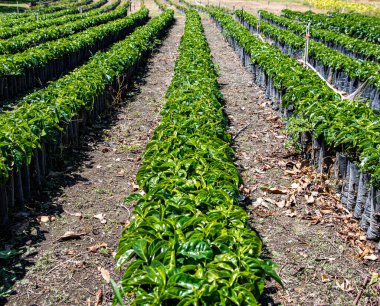 Sabah ekmeye hazır kahve fideleri.