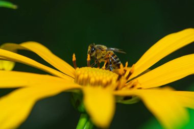 bahçede sarı çiçek arıya