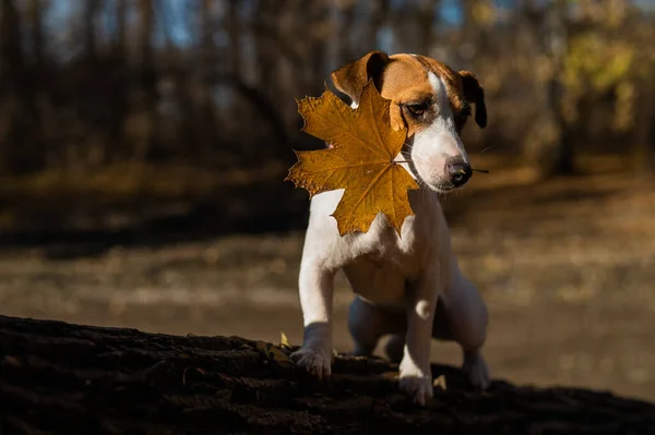 Jack Russell Terrier Cão Caminha Noite Floresta Outono Noite — Fotografia de Stock
