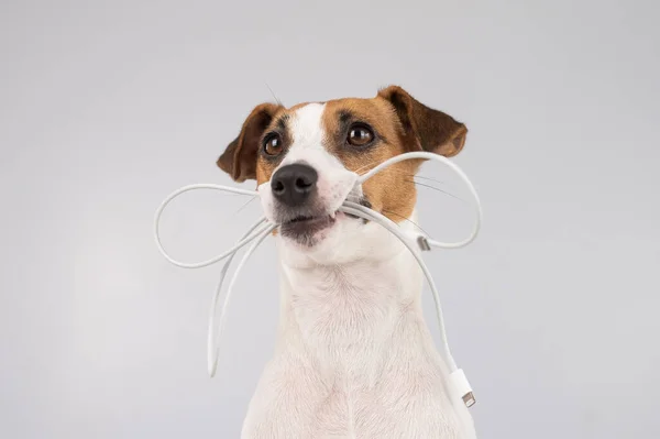 Jack Russell Cão Terrier Segurando Cabo Tipo Seus Dentes Fundo — Fotografia de Stock