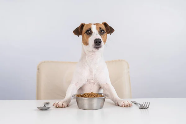 Jack Russell Terrier Pies Siedzi Przy Stole Misą Suchego Jedzenia — Zdjęcie stockowe