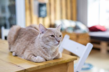 Kızıl kedi kedi kedi kafesinin masasında oturuyor. Sadaka alanı