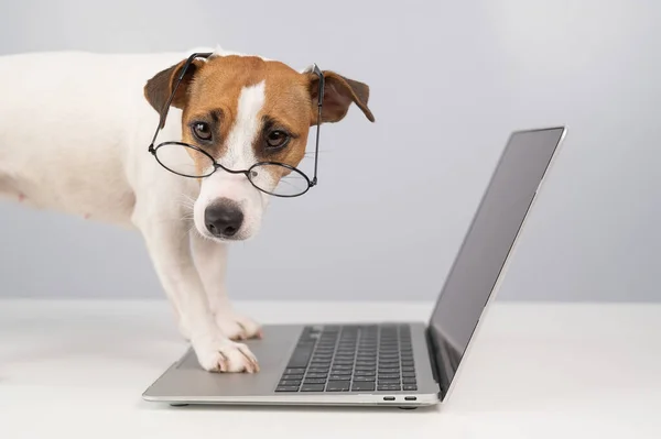 Ritratto Cane Jack Russell Terrier Occhiali Lavoro Computer Portatile — Foto Stock