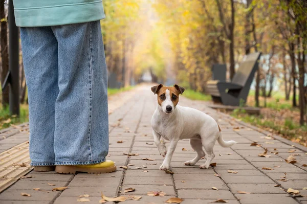 Dog Jack Russell Terrier Właścicielem Spacerze Jesiennym Parku — Zdjęcie stockowe