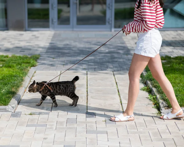 Mulher Branca Andando Com Gato Uma Trela Livre Verão — Fotografia de Stock