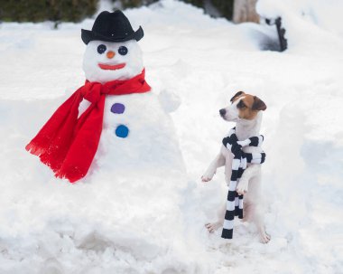 Eşarplı Jack Russell Terrier köpeği kardan adam yapıyor. Kış eğlencesi