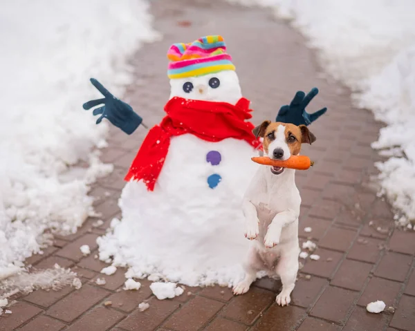 Jack Russell Teriér Pes Drží Mrkev Ústech Pro Sněhuláka — Stock fotografie