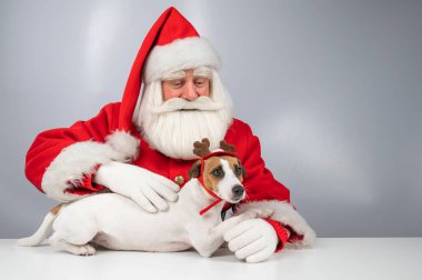 Noel Baba ve köpek Jack Russell Terrier 'ın portresi Rudolf Ren geyiği kulaklı beyaz arka planda