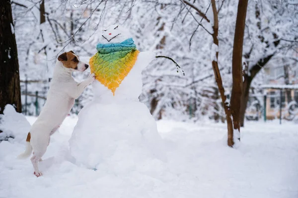 Собака Джек Рассел Терьер Ходит Улице Зимой Снеговик Шарфе — стоковое фото