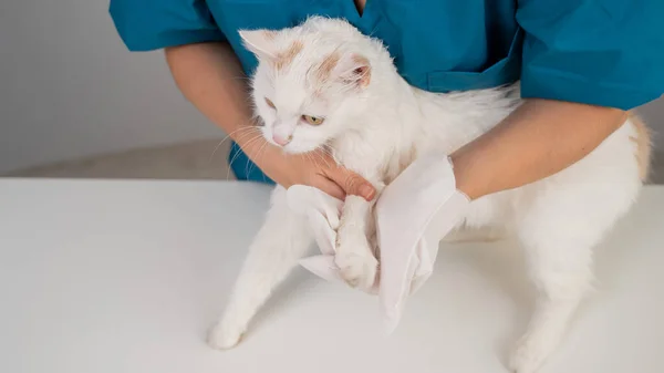 Veterinario Che Lava Soffice Gatto Bianco Con Guanto Bagnato Usa — Foto Stock