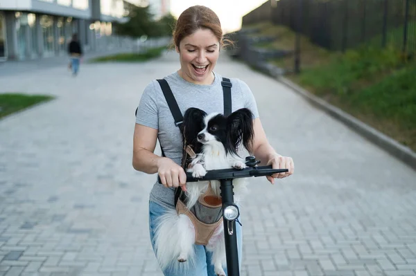 Woman Rides Electric Scooter Dog Backpack Pappilion Spaniel Continental Sling — Stock Photo, Image