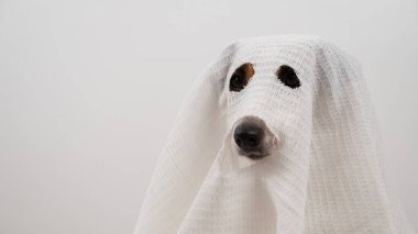 Beyaz arka planda hayalet kostümlü köpek Jack Russell Terrier.