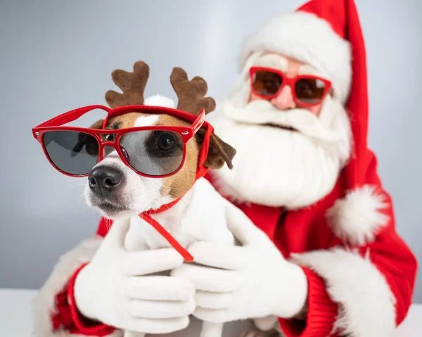 Święty Mikołaj Mikołaj Pomagają Okularach Przeciwsłonecznych Białym Tle Jack Russell — Zdjęcie stockowe