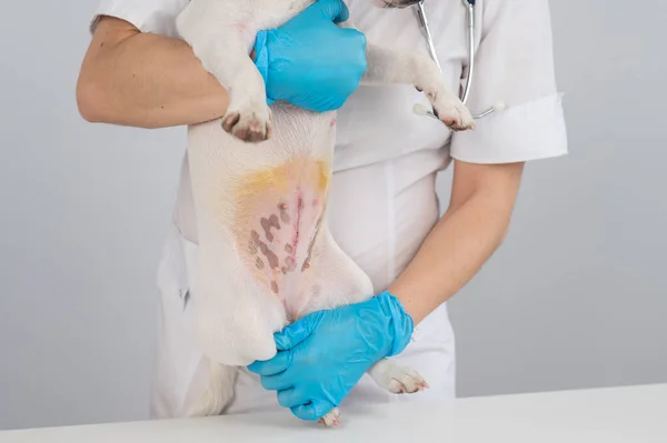 Veterinario Esamina Cane Jack Russell Terrier Dopo Intervento Chirurgico — Foto Stock