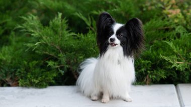 Papilion köpeği dışarıda. Siyah ve beyaz bir kıta spanyelinin portresi