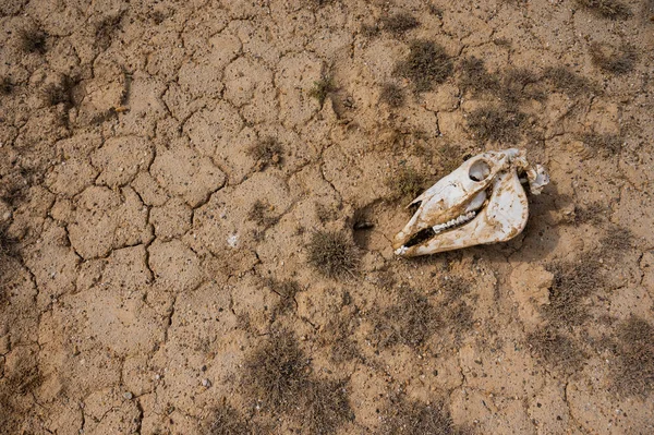 Stock image Horse skull on cracked clay. Hot climate