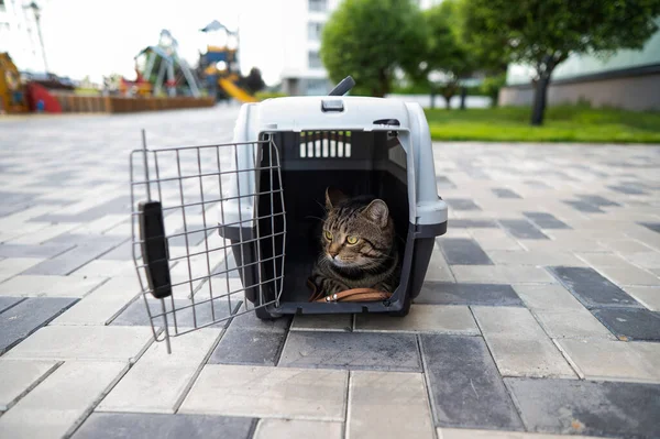 Gray Tabby Kot Leży Nośniku Chodniku Zewnątrz — Zdjęcie stockowe