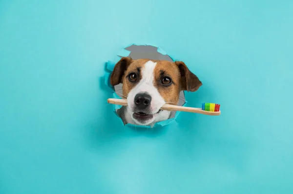 Museau Jack Russell Terrier Sort Par Trou Dans Fond Bleu — Photo