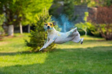 Köpek Jack Russell Teriyer Holi renklerinde yeşil çimlerde zıplar