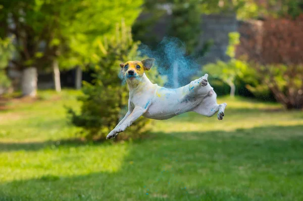 Σκύλος Jack Russell Τεριέ Χρωματισμένο Holi Χρώματα Πηδά Ένα Πράσινο — Φωτογραφία Αρχείου