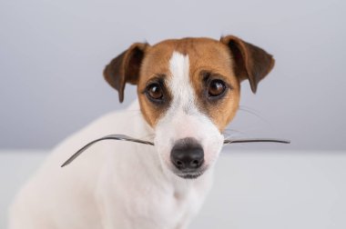 Beyaz arka planda, ağzında çatal tutan Jack Russell Terrier adlı bir köpeğin yakın plan portresi.