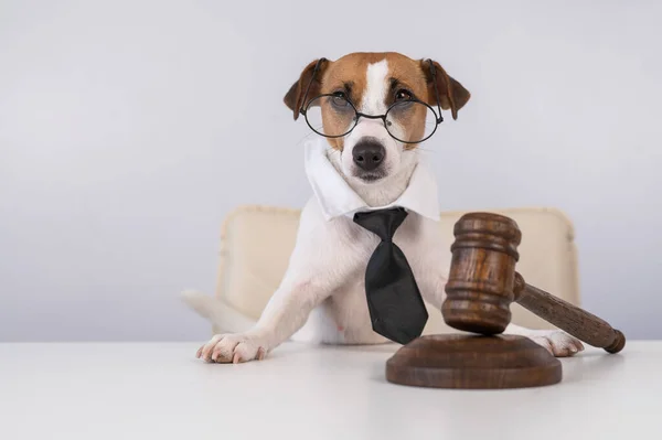 Kravatlı Bir Jack Russell Terrier Köpeği Masada Yargıç Tokmağı Olan — Stok fotoğraf