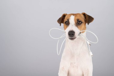Jack Russell Terrier köpeği beyaz bir arka planda dişinde C tipi bir kablo tutuyor.