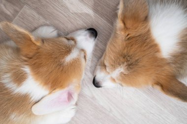 Tatlı Galli Corgi yavruları yerde uyur. Yukarıdan görüntüle