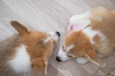 Tatlı Galli Corgi yavruları yerde uyur. Yukarıdan görüntüle