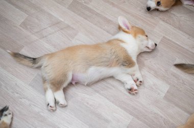 Tatlı Galli Corgi yavruları yerde uyur. Yukarıdan görüntüle
