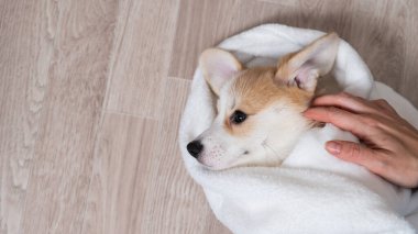 Kadın kırmızı Corgi köpeğini battaniyeye sarmış.