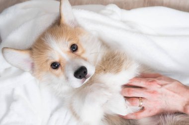 Kadın kırmızı Corgi köpeğini battaniyeye sarmış.