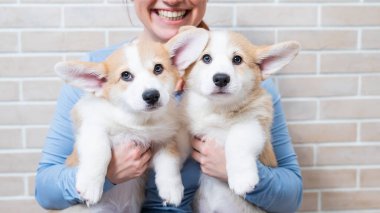 Kafkasyalı kadın elinde iki tane pembroke corgi yavrusu tutuyor.