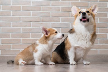 Tuğla duvarın arka planında pembroke corgi anne ve yavru köpek. Köpek ailesi.