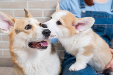Sahibi pembroke corgi bir anne ve bir köpek yavrusunu tuğla bir duvarın arkasında tutuyor. Köpek ailesi.
