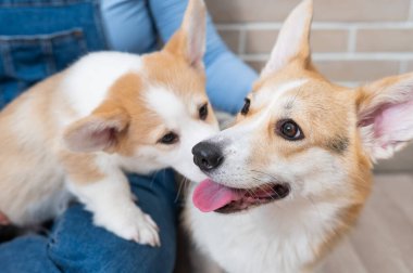 Sahibi pembroke corgi bir anne ve bir köpek yavrusunu tuğla bir duvarın arkasında tutuyor. Köpek ailesi.