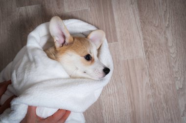 Kadın kırmızı Corgi köpeğini battaniyeye sarmış.