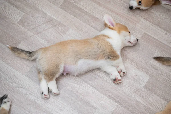 Leuke Welsh Corgi Puppy Slapen Vloer Uitzicht Van Bovenaf — Stockfoto