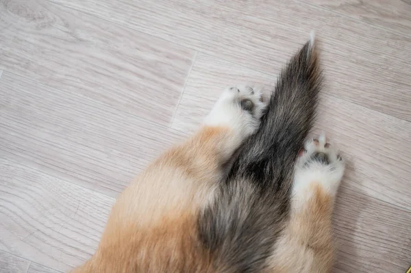 Top View Butt Legs Welsh Corgi Puppy — Photo