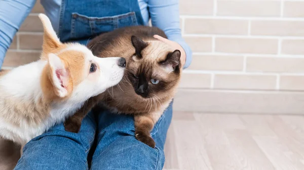 고양이와 웨일스어 강아지를 — 스톡 사진