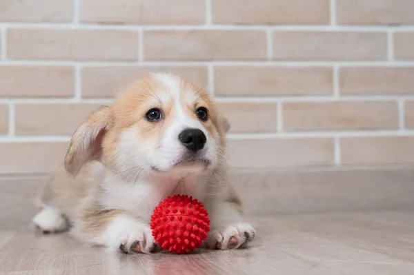 Pembroke Corgi Puppy Spelen Met Een Rode Bal — Stockfoto