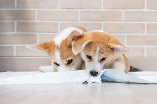 两只刺绣的Corgi小狗在一个一次性尿布上 — 图库照片