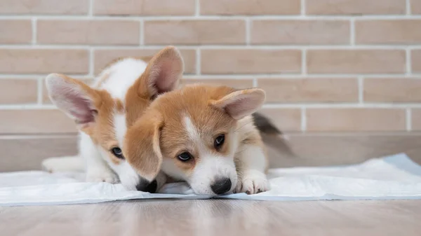 Twee Pembroke Corgi Puppies Een Wegwerp Luier — Stockfoto