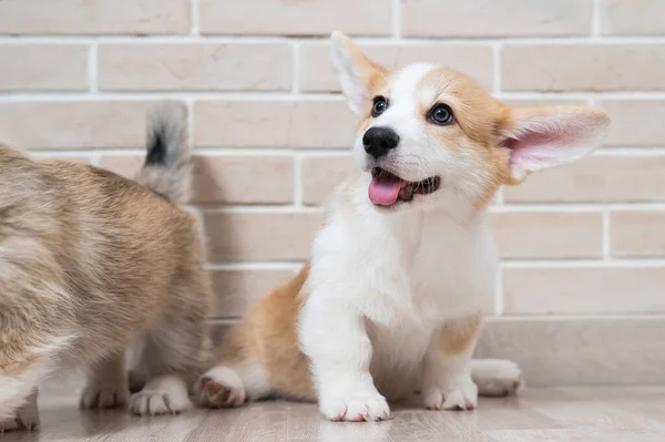 两只可爱的红色刺绣科奇小狗正坐在砖墙旁边 — 图库照片