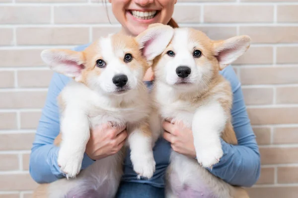白人女人抱着两只可爱的刺绣科奇小狗 — 图库照片