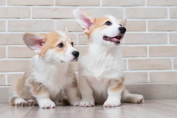 Two Cute Red Pembroke Corgi Puppies Sitting Brick Wall — Stock Photo, Image