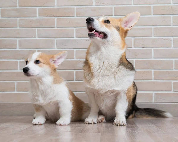 レンガの壁の背景にペンブロークコーギーママと子犬 犬の家族 — ストック写真