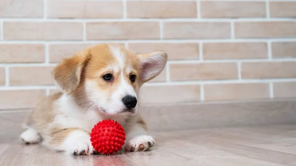 Pembroke Corgi Puppy Spelen Met Een Rode Bal — Stockfoto