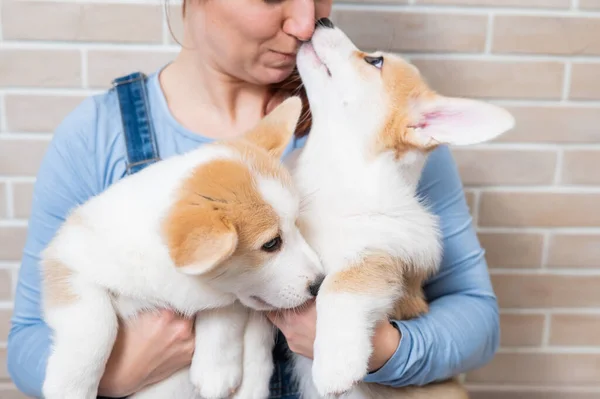 Caucasian Woman Holding Two Cute Pembroke Corgi Puppies — Stock Photo, Image